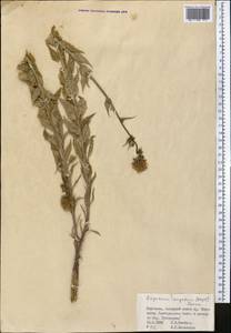 Asyneuma argutum, Middle Asia, Northern & Central Tian Shan (M4) (Kyrgyzstan)