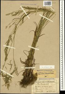 Poa trivialis L., Caucasus, Stavropol Krai, Karachay-Cherkessia & Kabardino-Balkaria (K1b) (Russia)