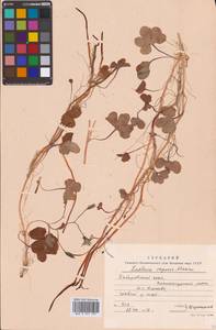 Ixeris repens (L.) A.Gray, Siberia, Russian Far East (S6) (Russia)