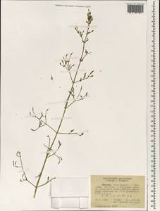 Dicliptera paniculata (Forssk.) I.Darbysh., Africa (AFR) (Ethiopia)