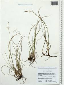 Carex obtusata Lilj., Siberia, Baikal & Transbaikal region (S4) (Russia)