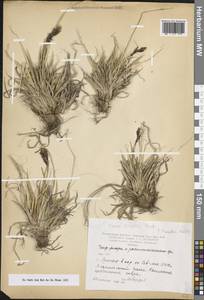 Carex tristis M.Bieb., Caucasus, Armenia (K5) (Armenia)