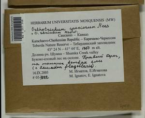 Lewinskya speciosa (Nees) F. Lara, Garilleti & Goffinet, Bryophytes, Bryophytes - North Caucasus & Ciscaucasia (B12) (Russia)