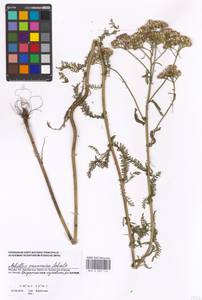 Achillea pannonica Scheele, Eastern Europe, Moscow region (E4a) (Russia)