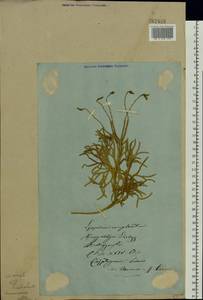 Diphasiastrum complanatum (L.) Holub, Eastern Europe, North-Western region (E2) (Russia)