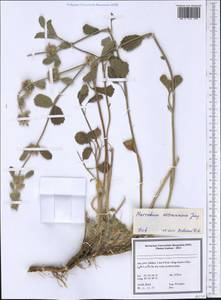 Marrubium astracanicum Jacq., South Asia, South Asia (Asia outside ex-Soviet states and Mongolia) (ASIA) (Iran)