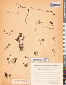 Salix rotundifolia Trautv., Siberia, Chukotka & Kamchatka (S7) (Russia)