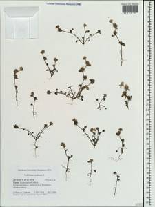 Trifolium scabrum L., Crimea (KRYM) (Russia)