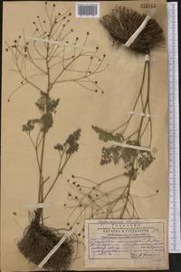 Thalictrum isopyroides C. A. Mey., Middle Asia, Western Tian Shan & Karatau (M3) (Kazakhstan)