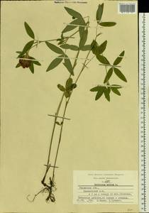 Trifolium medium L., Eastern Europe, Central region (E4) (Russia)
