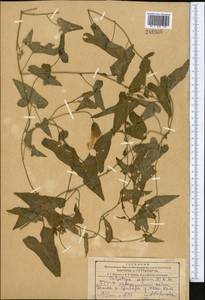 Calystegia sepium (L.) R.Br., Middle Asia, Kopet Dag, Badkhyz, Small & Great Balkhan (M1) (Turkmenistan)