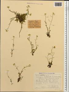 Murbeckiella huetii (Boiss.) Rothm., Caucasus, Stavropol Krai, Karachay-Cherkessia & Kabardino-Balkaria (K1b) (Russia)