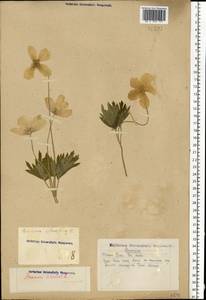 Anemone sylvestris L., Eastern Europe, Eastern region (E10) (Russia)