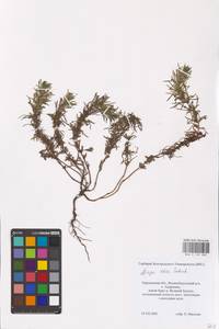 MHA 0 155 005, Ajuga chamaepitys (L.) Schreb., Eastern Europe, North Ukrainian region (E11) (Ukraine)