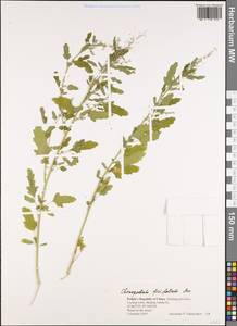 Chenopodium ficifolium Sm., South Asia, South Asia (Asia outside ex-Soviet states and Mongolia) (ASIA) (China)