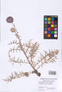 Echinops ritro L., Eastern Europe, Eastern region (E10) (Russia)