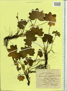 Alchemilla conglobata H. Lindb., Eastern Europe, Northern region (E1) (Russia)