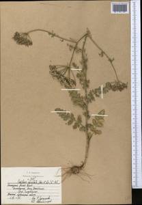 Oedibasis apiculata (Kar. & Kir.) Koso-Pol., Middle Asia, Western Tian Shan & Karatau (M3) (Kazakhstan)