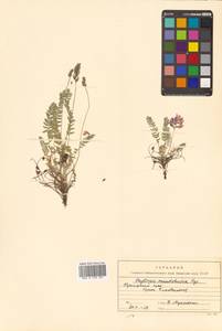 Oxytropis coerulea subsp. coerulea, Siberia, Russian Far East (S6) (Russia)