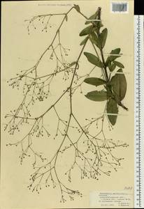 Gypsophila perfoliata L., Eastern Europe, South Ukrainian region (E12) (Ukraine)