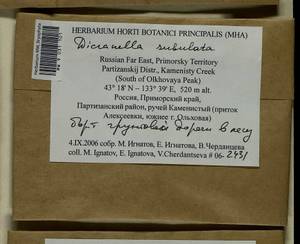 Dicranellopsis subulata (Hedw.) Bonfim Santos, Siebel & Fedosov, Bryophytes, Bryophytes - Russian Far East (excl. Chukotka & Kamchatka) (B20) (Russia)