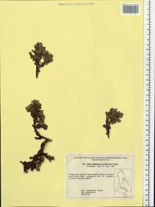 Salix berberifolia subsp. fimbriata A. K. Skvortsov, Siberia, Russian Far East (S6) (Russia)