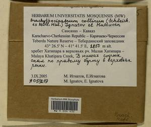 Brachytheciastrum collinum (Schleich. ex Müll. Hal.) Ignatov & Huttunen, Bryophytes, Bryophytes - North Caucasus & Ciscaucasia (B12) (Russia)