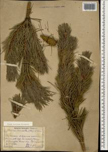 Pinus sylvestris var. hamata Steven, Caucasus, Dagestan (K2) (Russia)