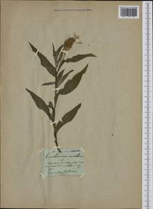 Centaurea triumfettii subsp. axillaris (Willd. ex Celak.) Stef. & T. Georgiev, Western Europe (EUR)