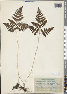 Gymnocarpium robertianum (Hoffm.) Newman, Siberia, Baikal & Transbaikal region (S4) (Russia)