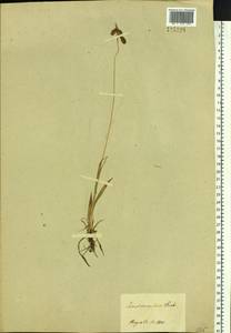 Carex coriophora Fisch. & C.A.Mey. ex Kunth, Siberia, Baikal & Transbaikal region (S4) (Russia)