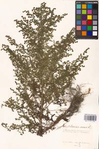 Artemisia annua L., Eastern Europe, Moscow region (E4a) (Russia)