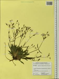Silene samojedorum (Sambuk) Oxelman, Siberia, Central Siberia (S3) (Russia)