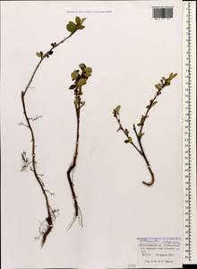 Cotoneaster integerrimus Medik., Caucasus, Krasnodar Krai & Adygea (K1a) (Russia)