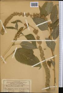 Amaranthus caudatus L., Middle Asia, Western Tian Shan & Karatau (M3) (Kazakhstan)