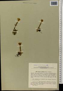 Gentiana verna subsp. oschtenica (Kusn.) Halda, Caucasus, Abkhazia (K4a) (Abkhazia)
