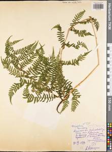 Thelypteris palustris subsp. palustris, Eastern Europe, Central region (E4) (Russia)