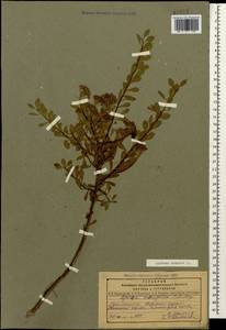 Spiraea crenata L., Caucasus, Dagestan (K2) (Russia)