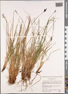 Carex bigelowii subsp. lugens (Holm) T.V.Egorova, Siberia, Russian Far East (S6) (Russia)