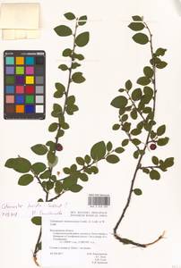 Cotoneaster acutifolius Turcz., Eastern Europe, Central forest-and-steppe region (E6) (Russia)