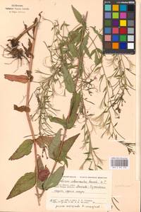 Epilobium adenocaulon × montanum, Eastern Europe, Moscow region (E4a) (Russia)