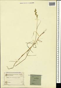 Poa pratensis L., Crimea (KRYM) (Russia)