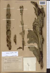 Verbascum densiflorum Bertol., Eastern Europe (no precise locality) (E0) (Russia)