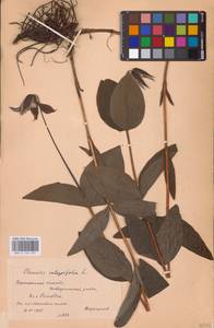 Clematis integrifolia L., Eastern Europe (no precise locality) (E0)