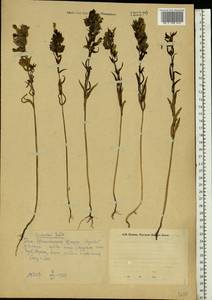 Melampyrum, Eastern Europe, Eastern region (E10) (Russia)