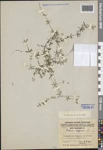 Galium uliginosum L., Eastern Europe, Northern region (E1) (Russia)