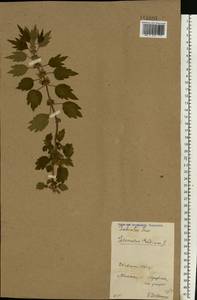 Leonurus quinquelobatus Gilib., Eastern Europe, Belarus (E3a) (Belarus)