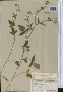 Sium sisarum L., Middle Asia, Caspian Ustyurt & Northern Aralia (M8) (Kazakhstan)