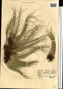 Festuca valesiaca Schleich. ex Gaudin, Eastern Europe, South Ukrainian region (E12) (Ukraine)