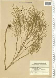 Barbarea vulgaris (L.) W.T. Aiton, Eastern Europe, Latvia (E2b) (Latvia)